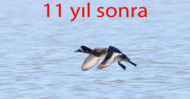 ​11 yıl sonra Hersek Lagününe geldi