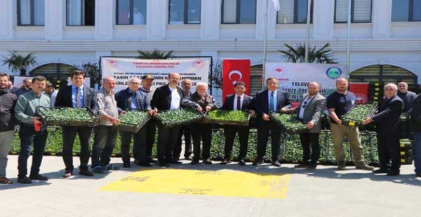 150 BİN FİDE DAĞITILDI