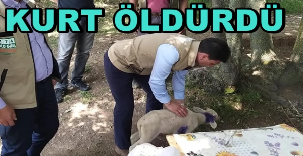 17 KÜÇÜK BAŞI KURT ÖLDÜRDÜ