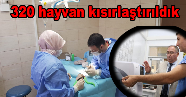 320 hayvan kısırlaştırıldılar
