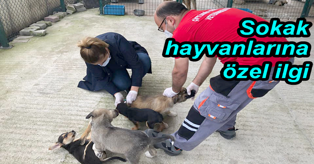 440 Sokak Hayvanına El Uzattılar