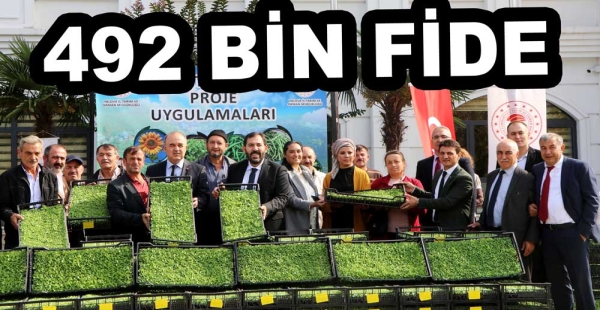 492 BİN KIVIRCIK MARUL FİDESİ DAĞITILDI