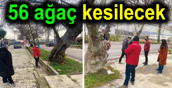 56 Çınar Ağacı kesilecek
