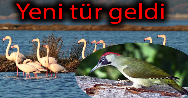 ​Ağaçkakan da geldi