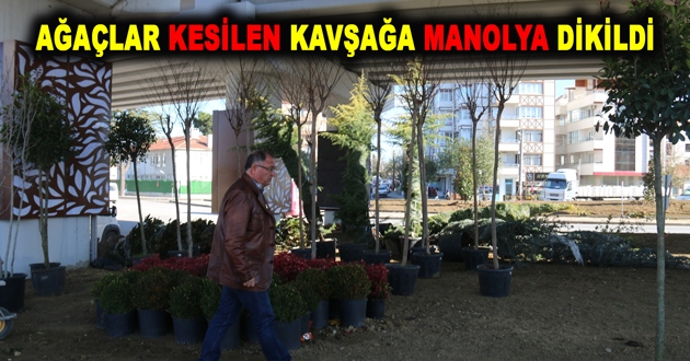 AĞAÇLARI KESİLEN KAVŞAĞA MANOLYA DİKİLDİ