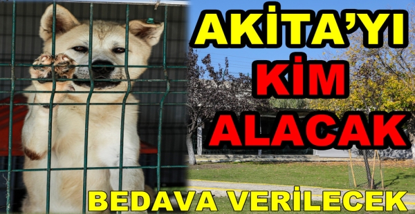 AKİTA BOBO BEDAVA VERİLECEK