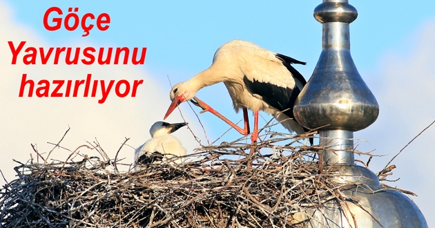 ​Altınova da Yavru leyleklerden göç hazırlığı
