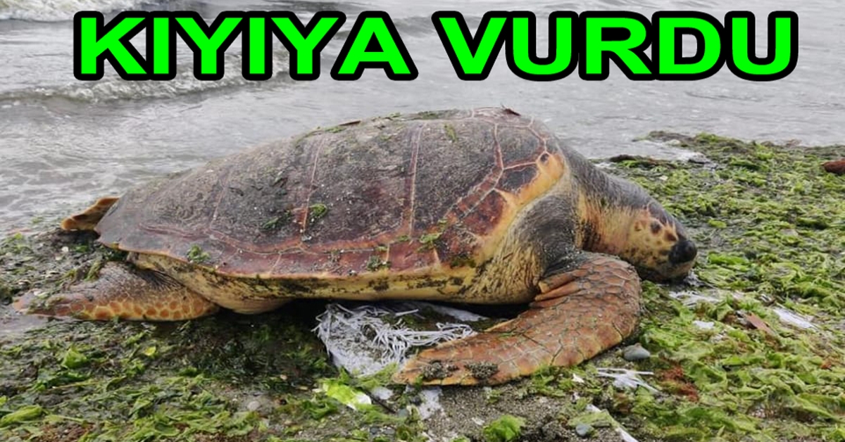 ALTINOVA PLAJINA CARETTA CARETTA VURDU