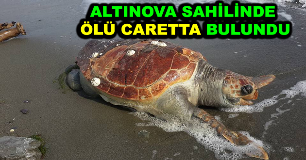 ALTINOVA SAHİLİNDE ÖLÜ CARETTA BULUNDU