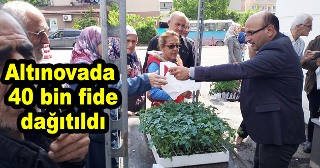 Altınovada 40 bin fide dağıtıldı