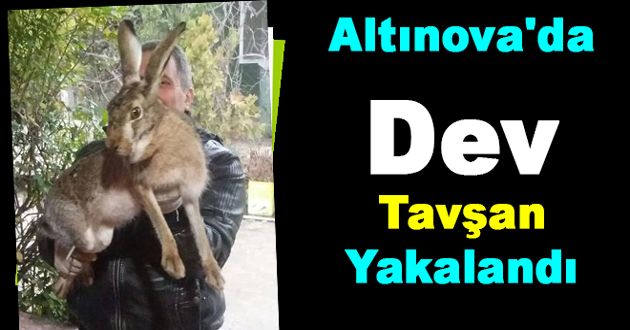Altınova'da Dev Tavşan Yakalandı