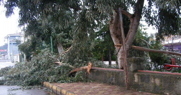 Altınova'da Kar ve fırtına ağaçları yıktı