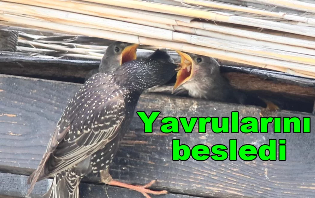ANNE SIĞIRCIK TEK TEK BESLEDİ