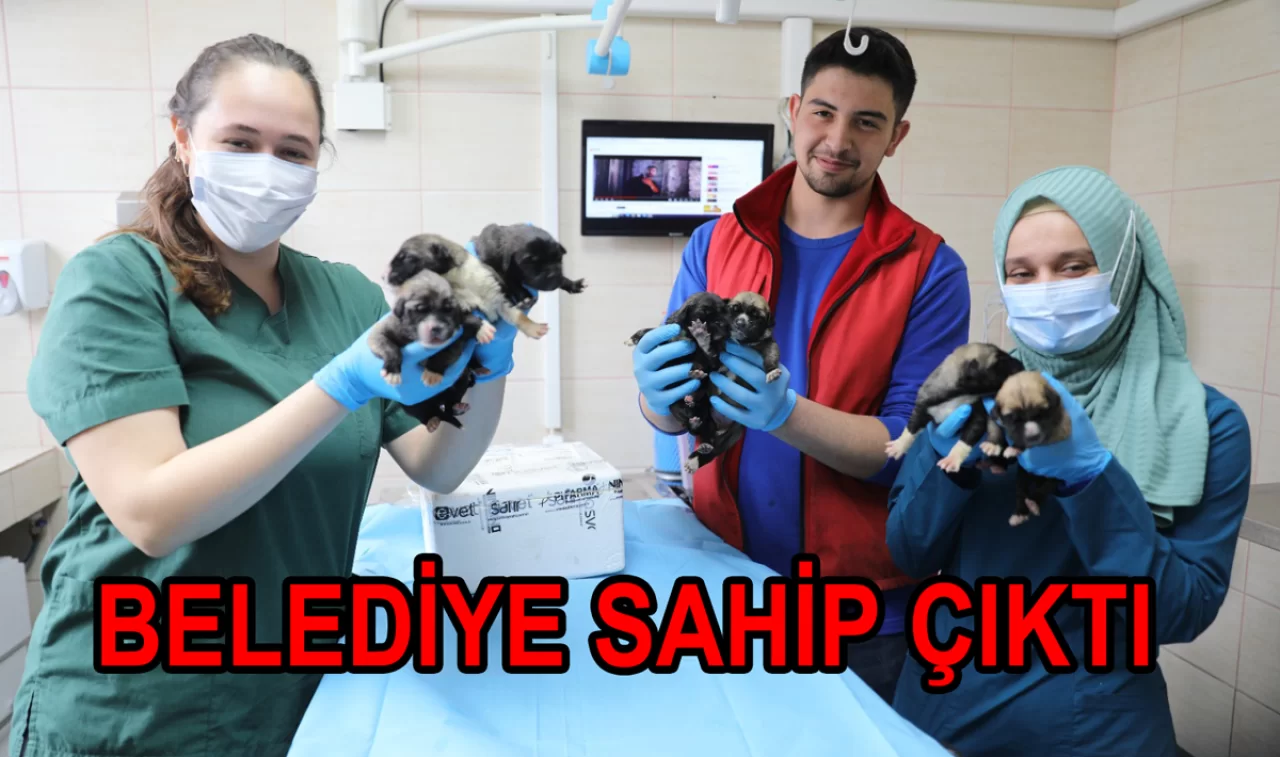 ANNESİ ÖLEN KÖPEKLERE BELEDİYE SAHİP ÇIKTI