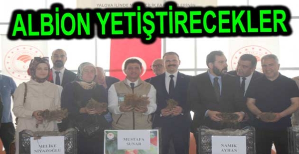 ARMUTLU ALBİON YETİŞTİRECEK