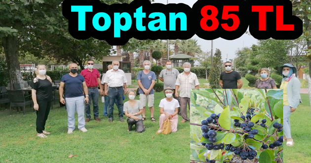 Aronya toptan 85 lira