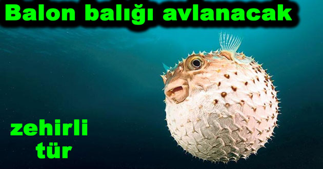 ​BALON BALIĞINDA AVLANMA YASAĞI KALDIRILDI