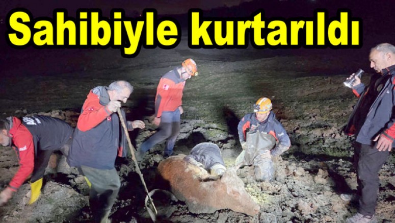 BATAKLIĞA SAPLANAN İNEK VE SAHİBİ KURTARILDI