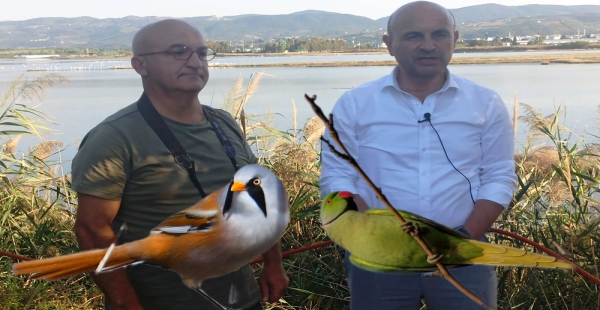 Bıyıklı Baştankara ile Yeşil Papağan Altınova'ya göçtü