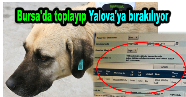 Bursa'da toplayıp Yalova'ya bırakılıyor