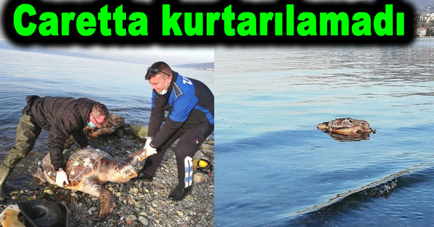 Caretta kaplumbağa kurtarılamadı
