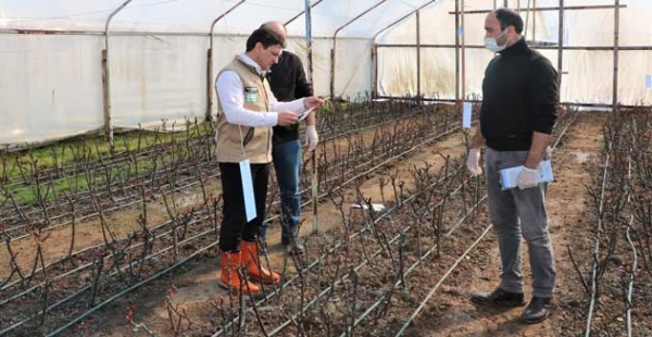 ÇİÇEK HASTALIĞINA MÜCADELE YAPILIYOR