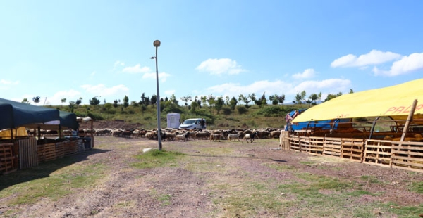 ÇİFTLİKKÖY’DE KURBAN PAZARI BAYRAMA HAZIR