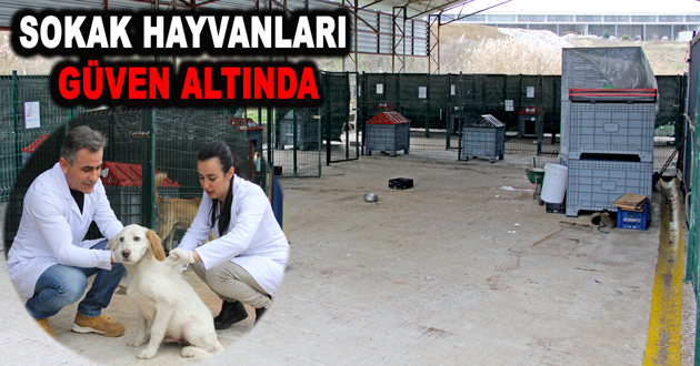 ÇİFTLİKKÖY’DE SOKAK HAYVANLARI GÜVEN ALTINDA