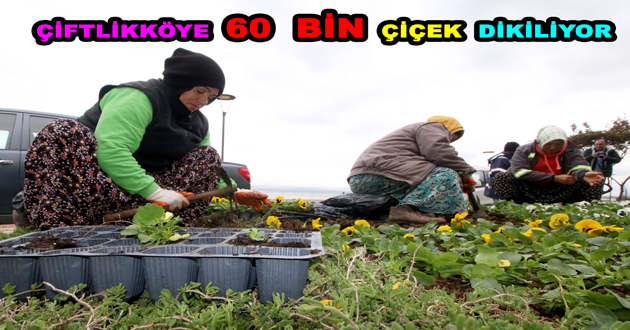ÇİFTLİKKÖYE 60 BİN ÇİÇEK DİKİLİYOR