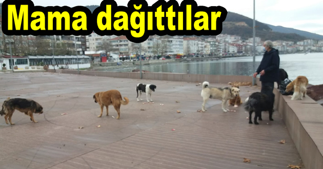 Çınarcık ta sokak hayvanlarına mama