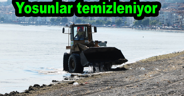 Çınarcıkta yosunlar temizlendi