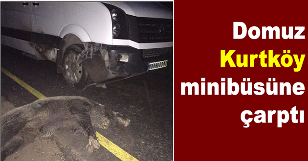 Domuz Kurtköy minibüsüne çarptı