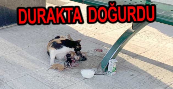 DURAKTA 4 YAVRU DOĞURDU