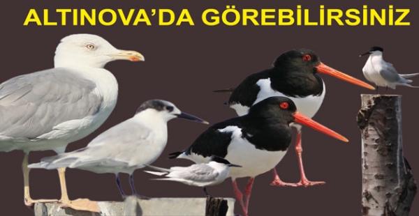 GÖÇMEN KUŞLAR HERSEK LAGÜNÜNDE