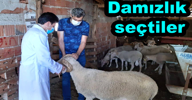 ​HAYVAN ISLAHI İÇİN DAMIZLIK KOÇLAR SEÇİLİYOR