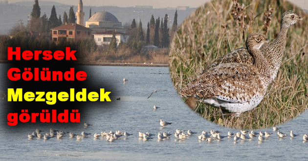 Hersek Gölünde Mezgeldek görüldü
