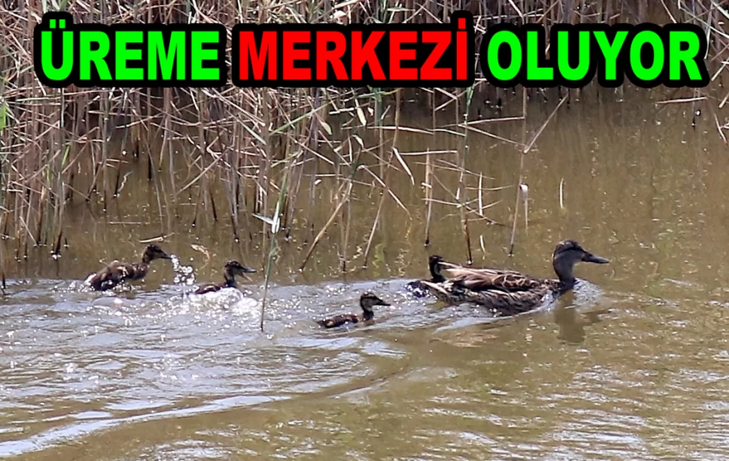 HERSEK LAGÜNÜ, ÜREME MERKEZİ OLUYOR