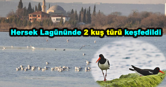 Hersek Lagününde 2 kuş türü keşfedildi