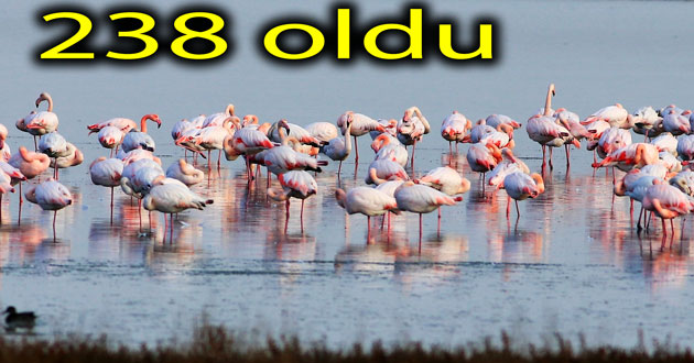 Hersek lagününde 238 kuş oldu