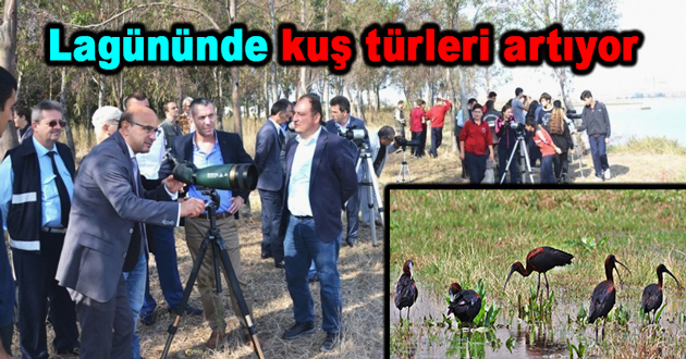 Hersek Lagününde kuş türleri artıyor