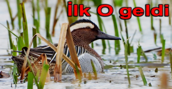Hersek Lagününe ördek geldi