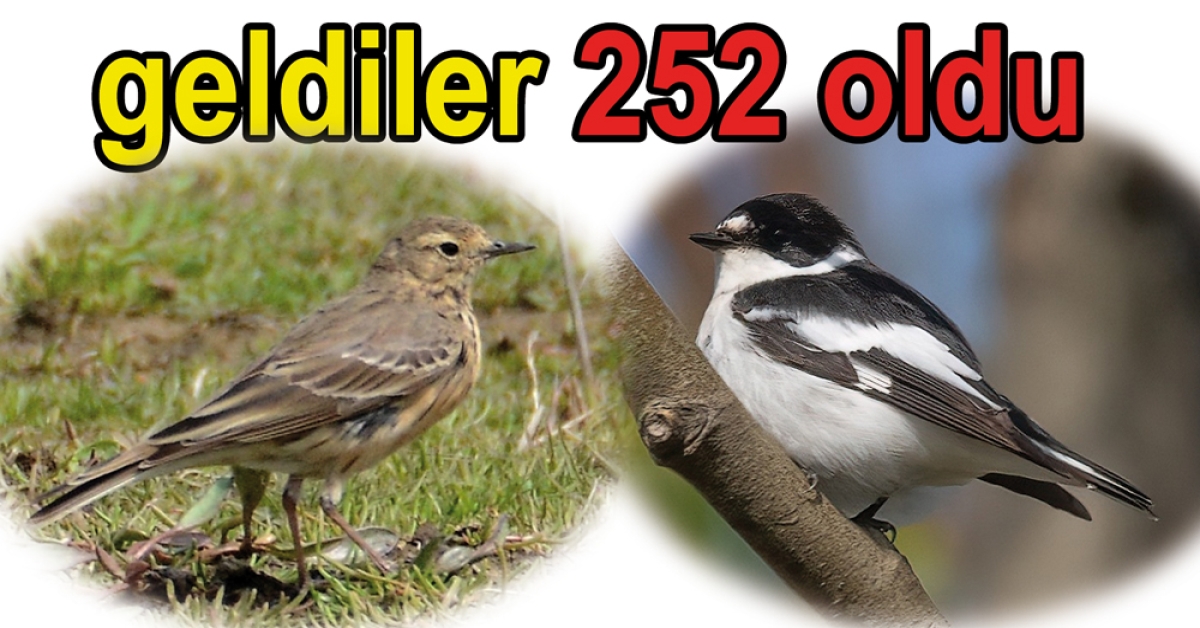 Hersekte Kuş türü 252 oldu