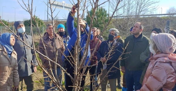 Hurma budamayı öğrettiler