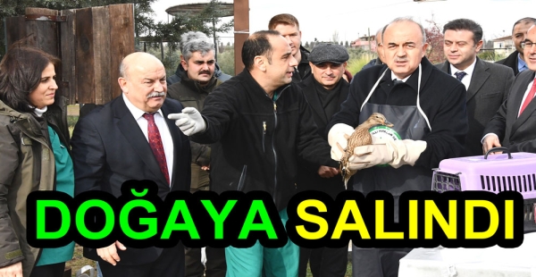 İYİLEŞTİRİLEN KUŞ DOĞAYA SALINDI