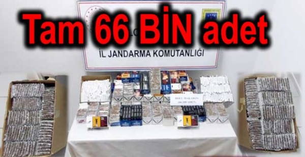 ​JANDARMA 66 BİN MAKARON YAKALADI