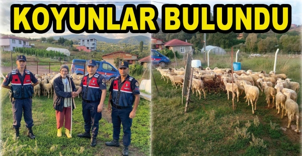 JANDARMA KAYIP KOYUNLARI BULDU