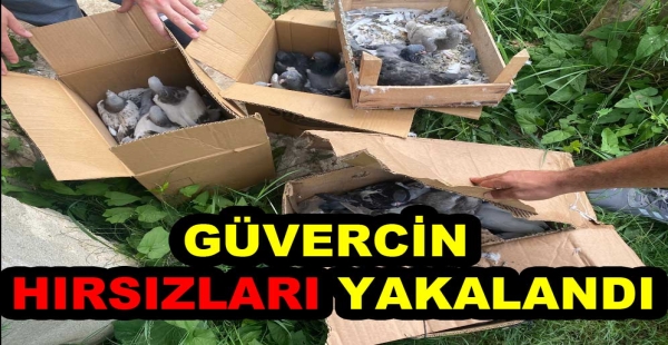 JASAT GÜVERCİN HIRSIZLARINI YAKALADI