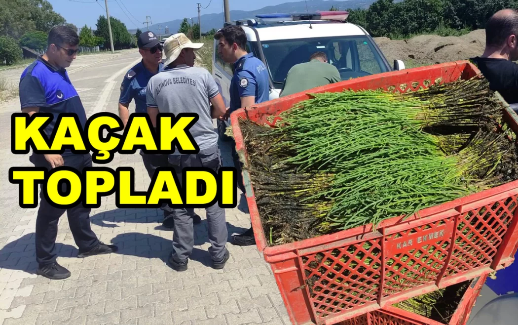 KAÇAK DENİZ BÖRÜLCESİ TOPLARKEN YAKALANDI