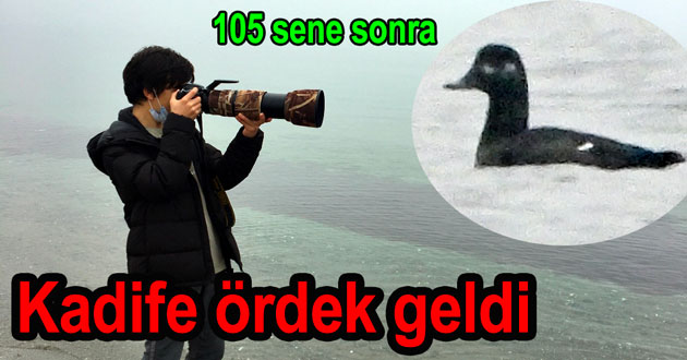 Kadife Ördek Hersek lagününe geldi