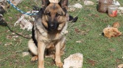 Kahramanmaraş'ta PKK'ya büyük darbe